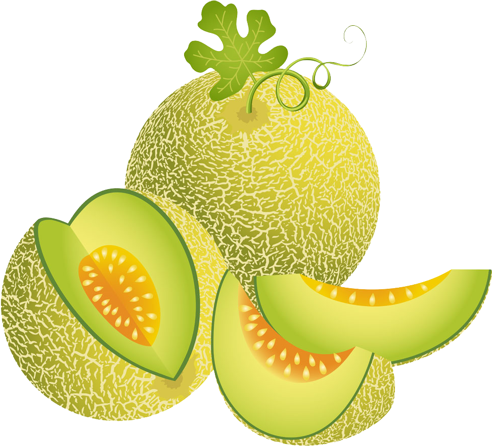 Fresh Cantaloupeand Slices Vector PNG Image