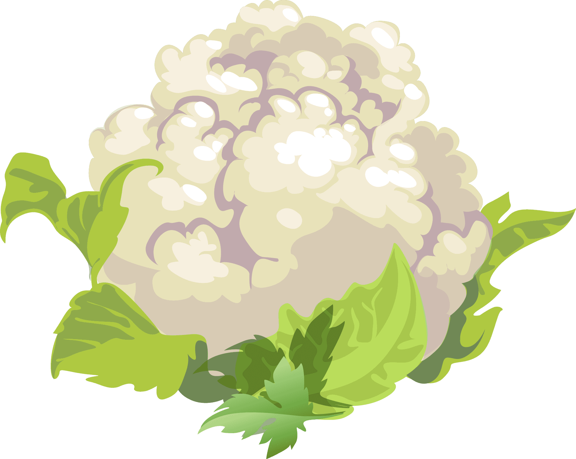 Fresh Cauliflower Illustration PNG Image