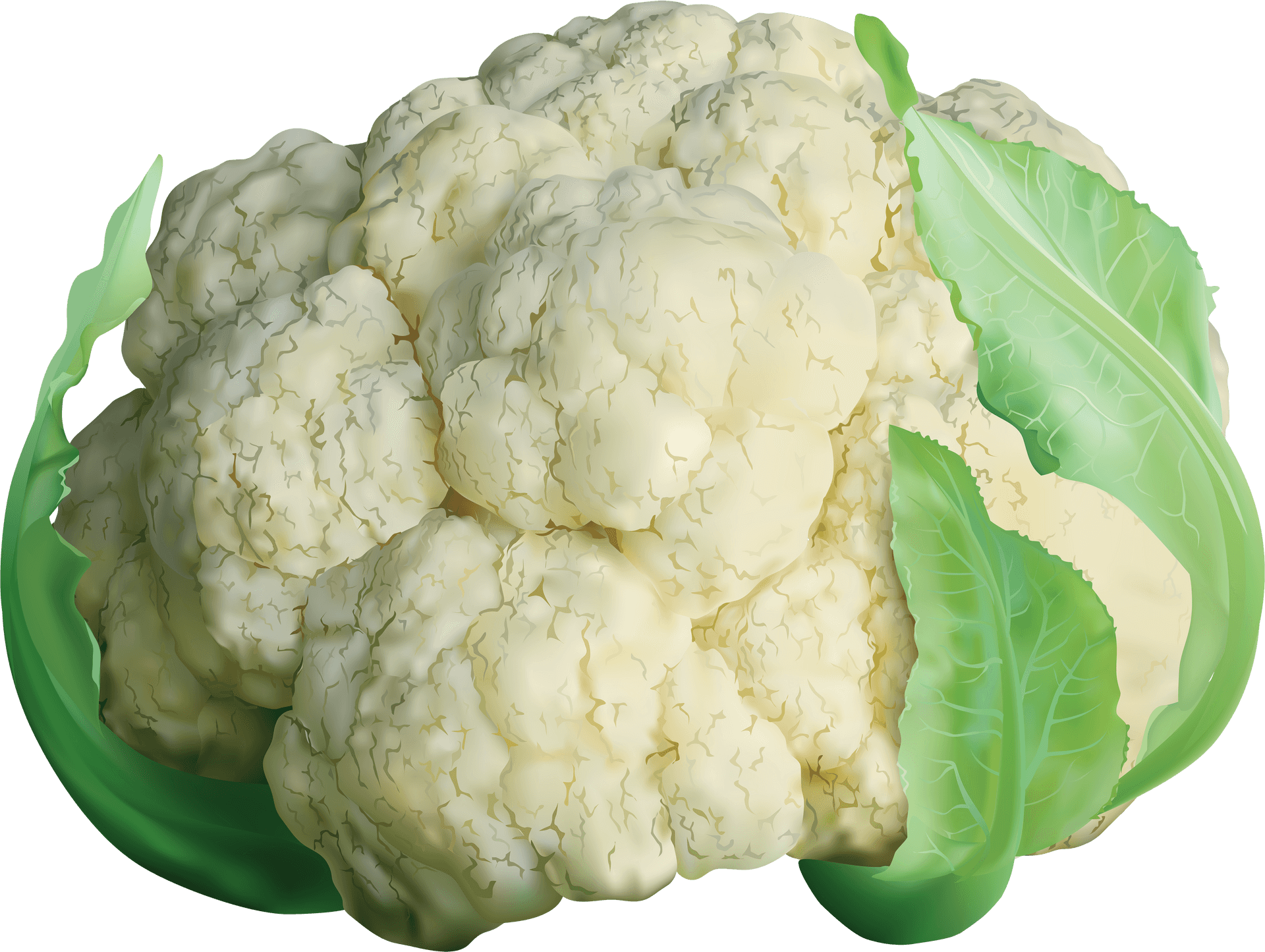 Fresh Cauliflower With Leaves PNG Image