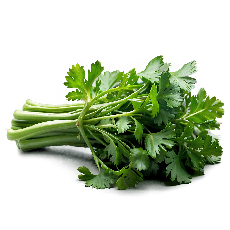 Fresh Cilantro Png Qha PNG Image