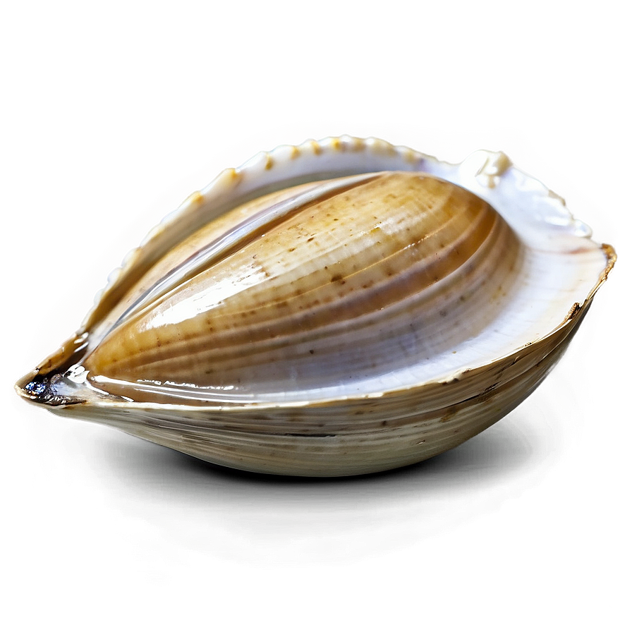 Fresh Clam Png 94 PNG Image