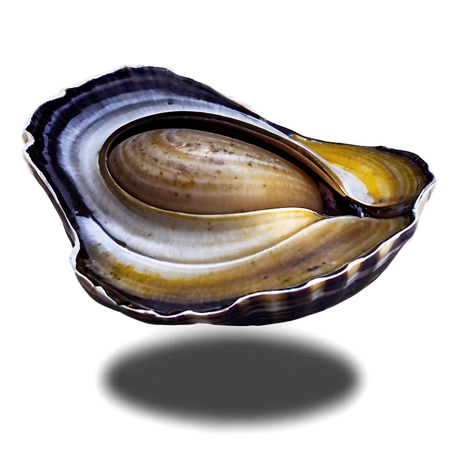 Fresh Clam Png Ico38 PNG Image