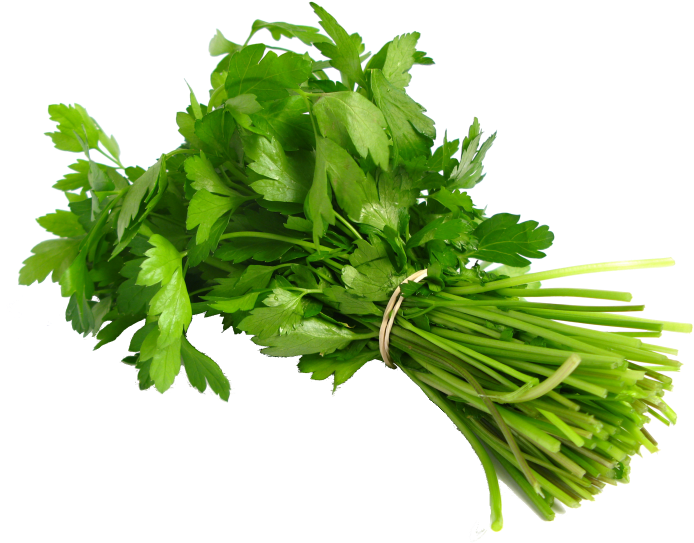 Fresh Coriander Bunch.png PNG Image