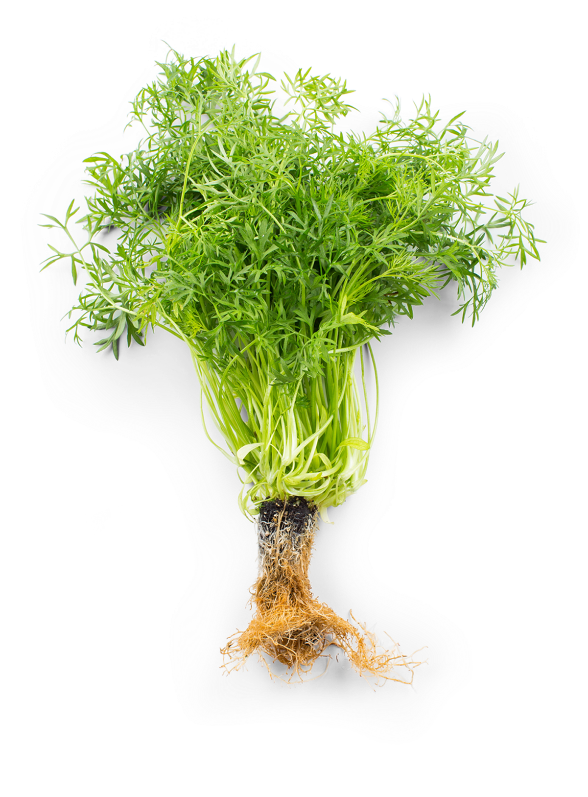 Fresh Coriander Bunch With Roots.png PNG Image