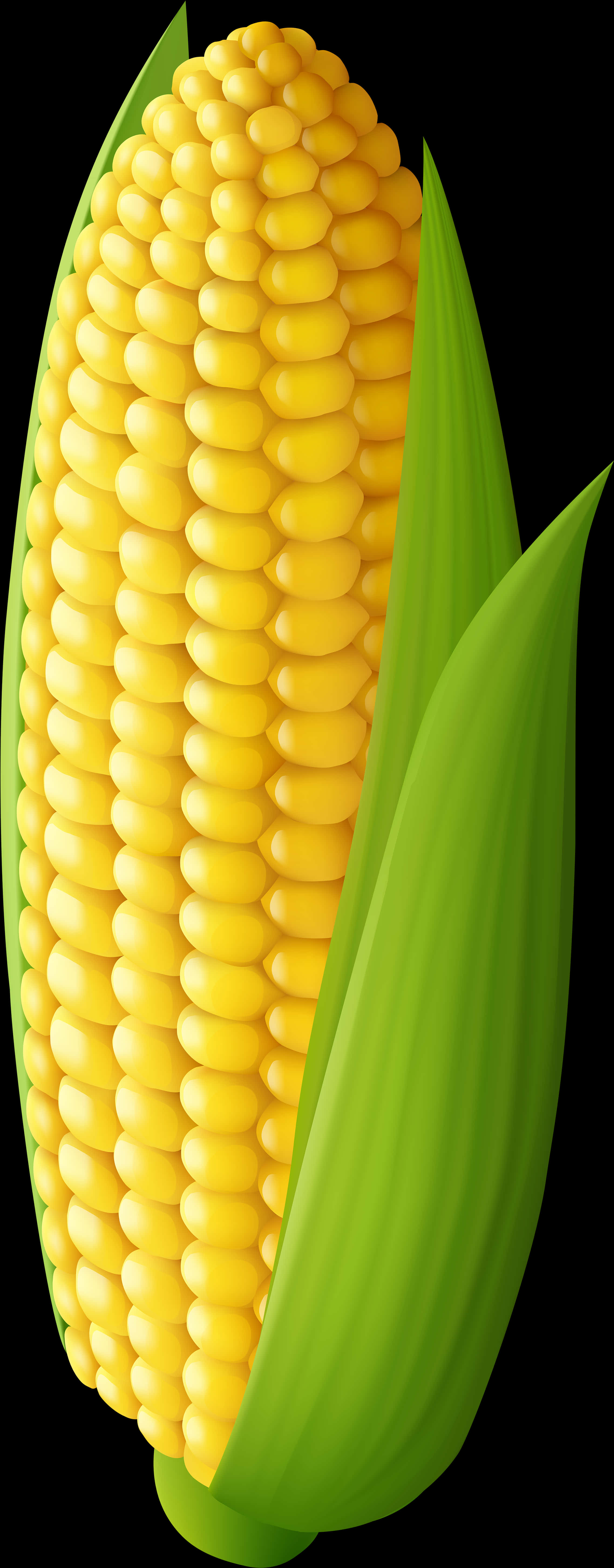 Fresh Corn Cob Illustration PNG Image