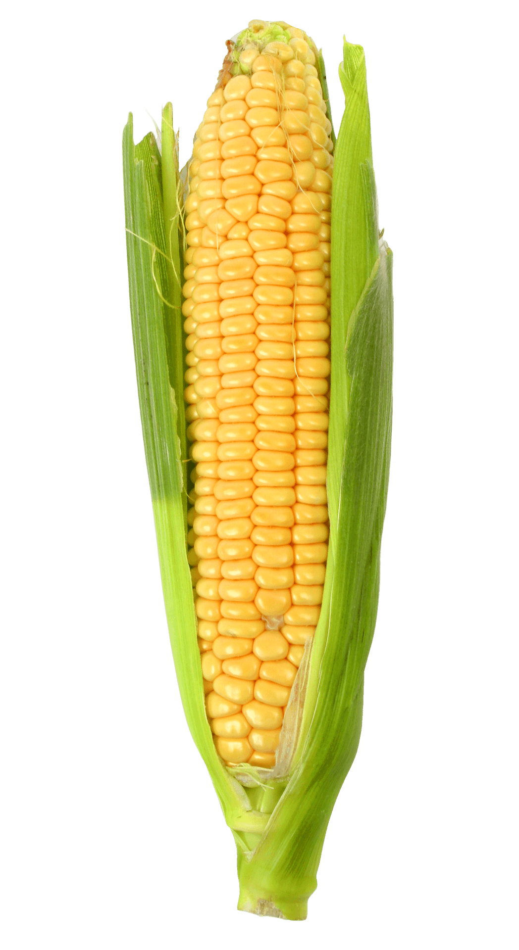 Fresh Corn Cob With Husk PNG Image