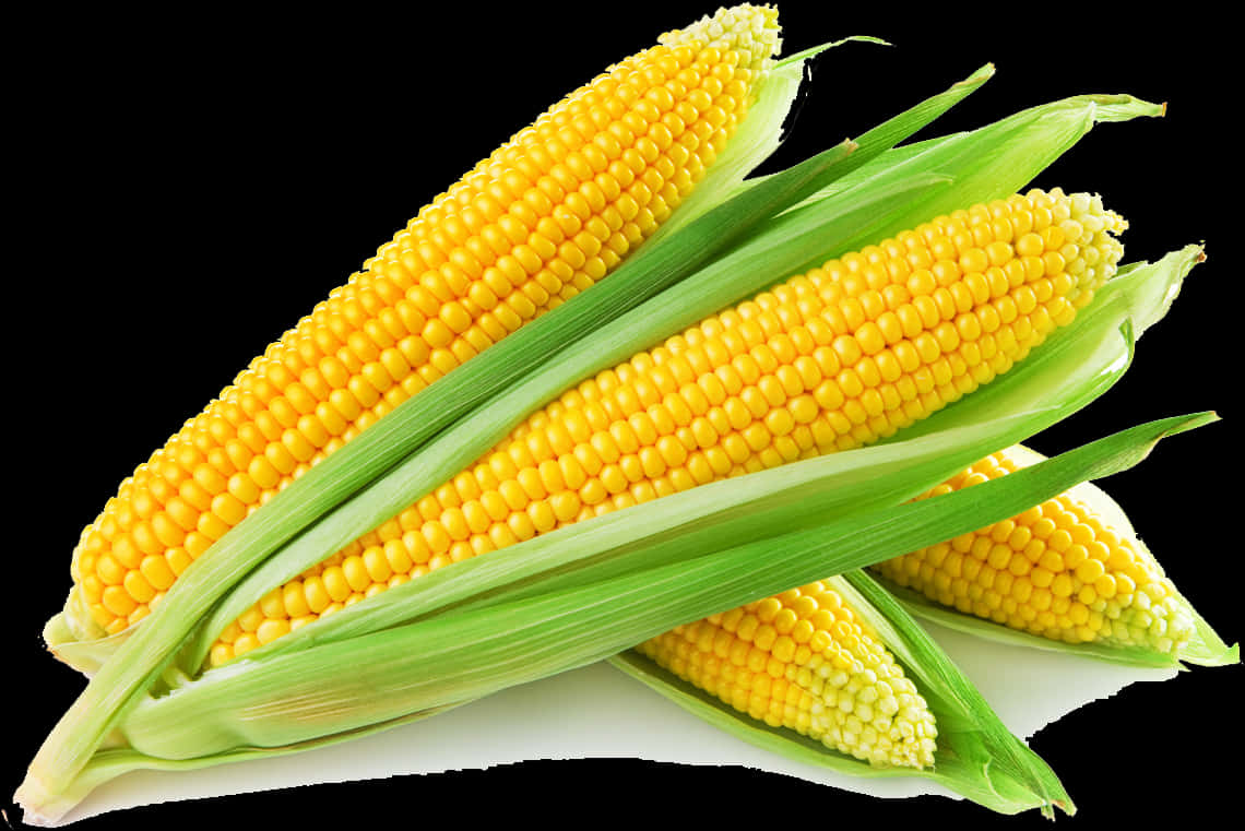 Fresh Corn Cobs Isolatedon Black PNG Image