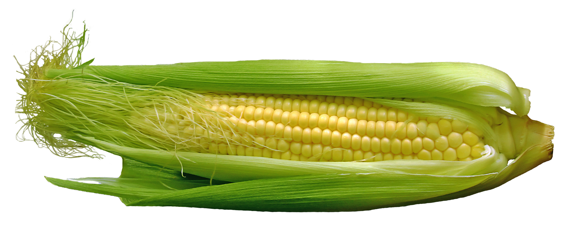 Fresh Corn Cobwith Husk.png PNG Image