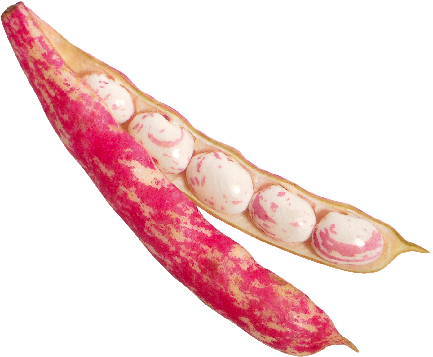 Fresh Cranberry Beansin Pod PNG Image