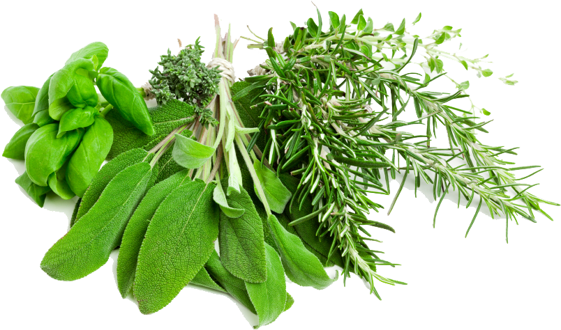 Fresh Culinary Herbs Bundle PNG Image