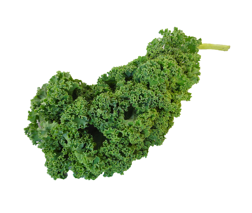 Fresh Curly Kale Leaf PNG Image