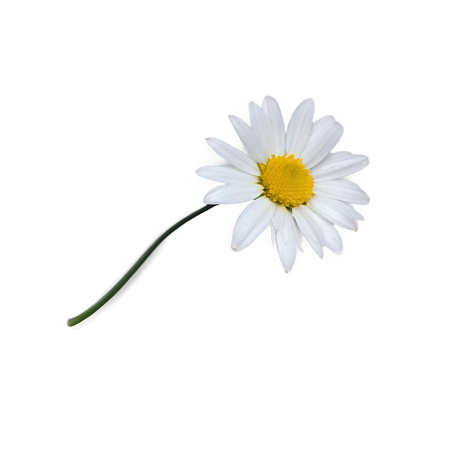 Fresh Daisy Png Dhi PNG Image