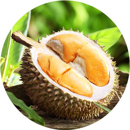 Fresh Durian Fruit Cut Open PNG Image