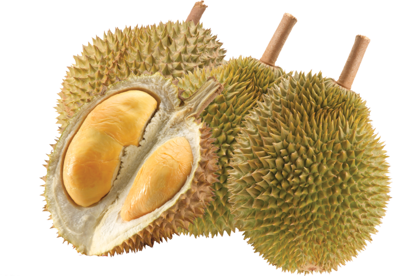 Fresh Durian Fruitand Seed Pods PNG Image