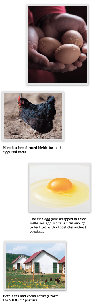 Fresh Eggsand Hen Collection PNG Image