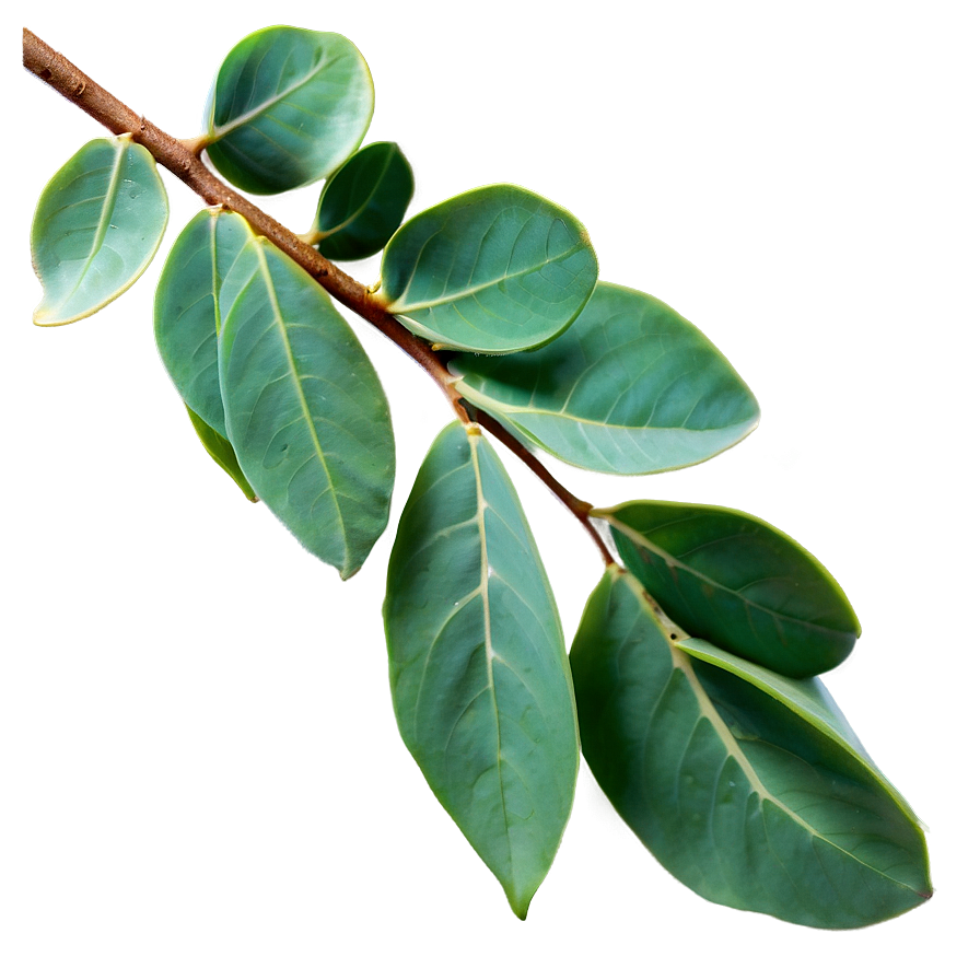 Fresh Eucalyptus Leaves Png Spp PNG Image