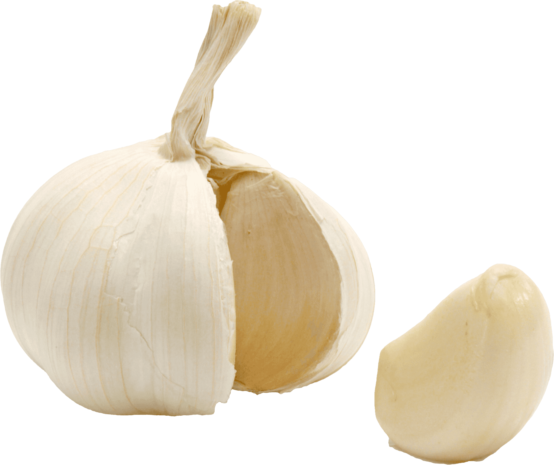 Fresh Garlic Bulband Clove PNG Image