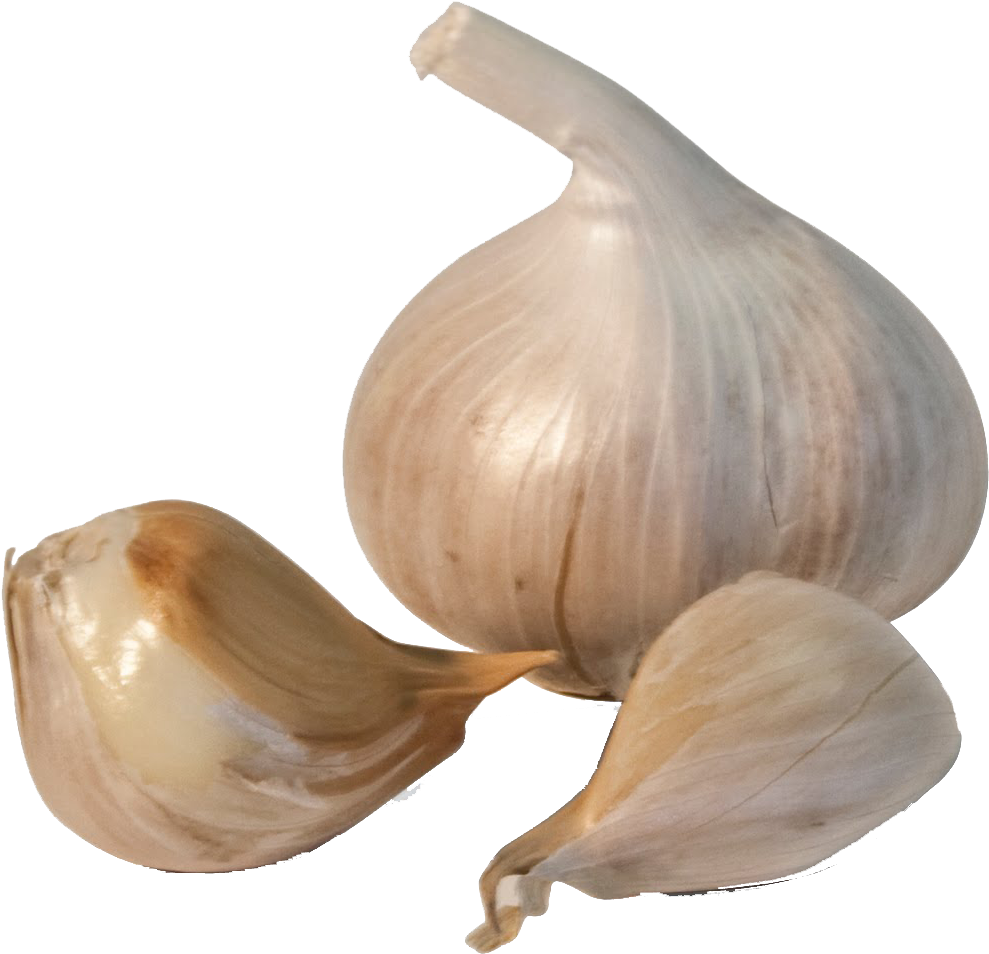 Fresh Garlic Bulband Cloves PNG Image