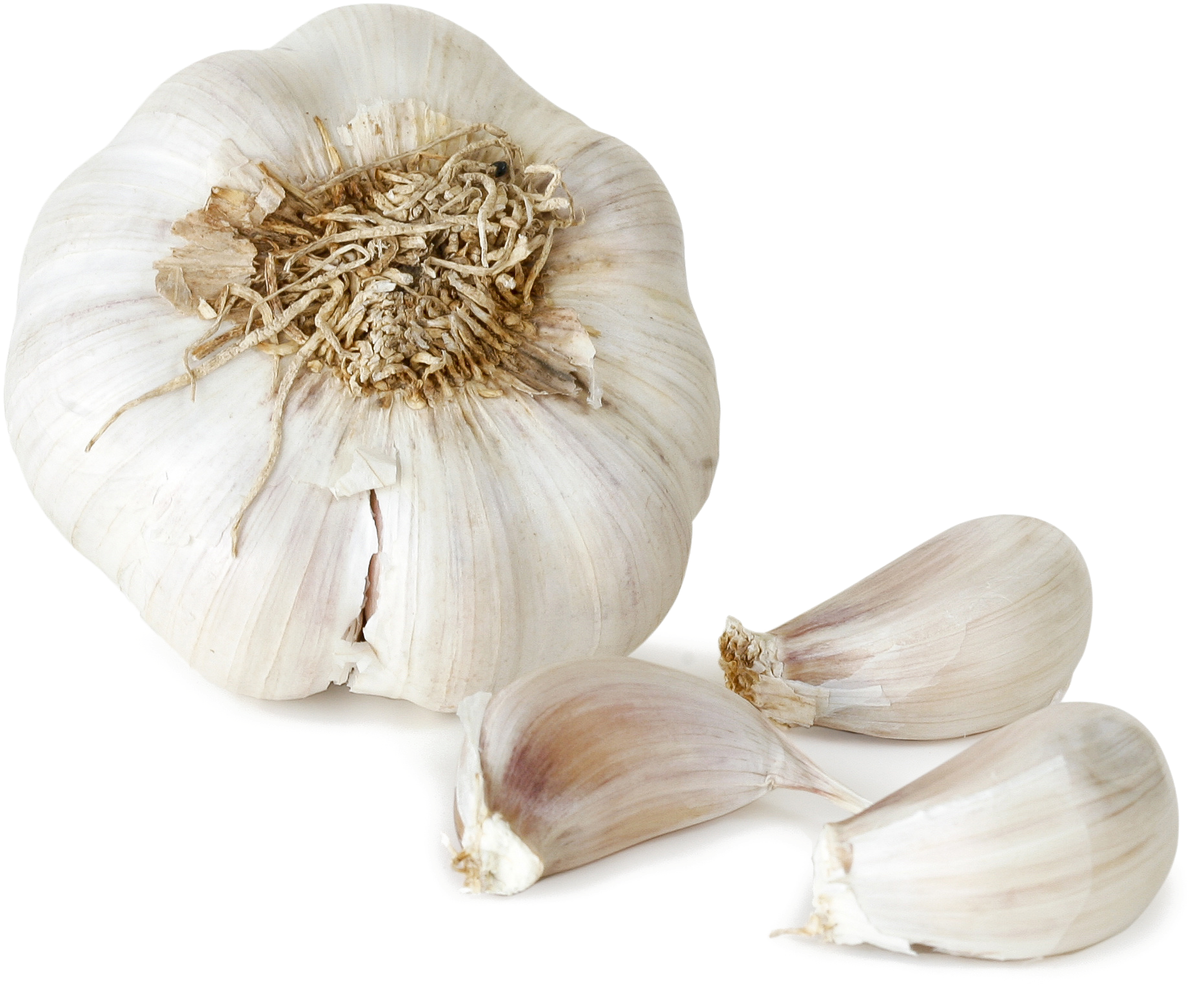 Fresh Garlic Bulband Cloves PNG Image