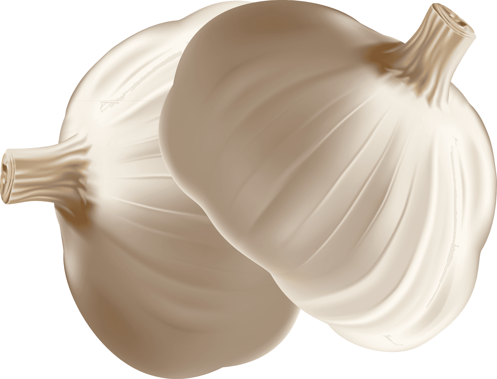 Fresh Garlic Bulbs Illustration PNG Image