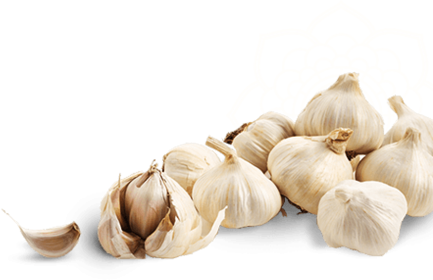 Fresh Garlic Bulbsand Cloves PNG Image