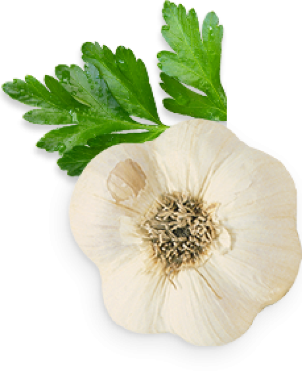 Fresh Garlic Halfwith Parsley PNG Image