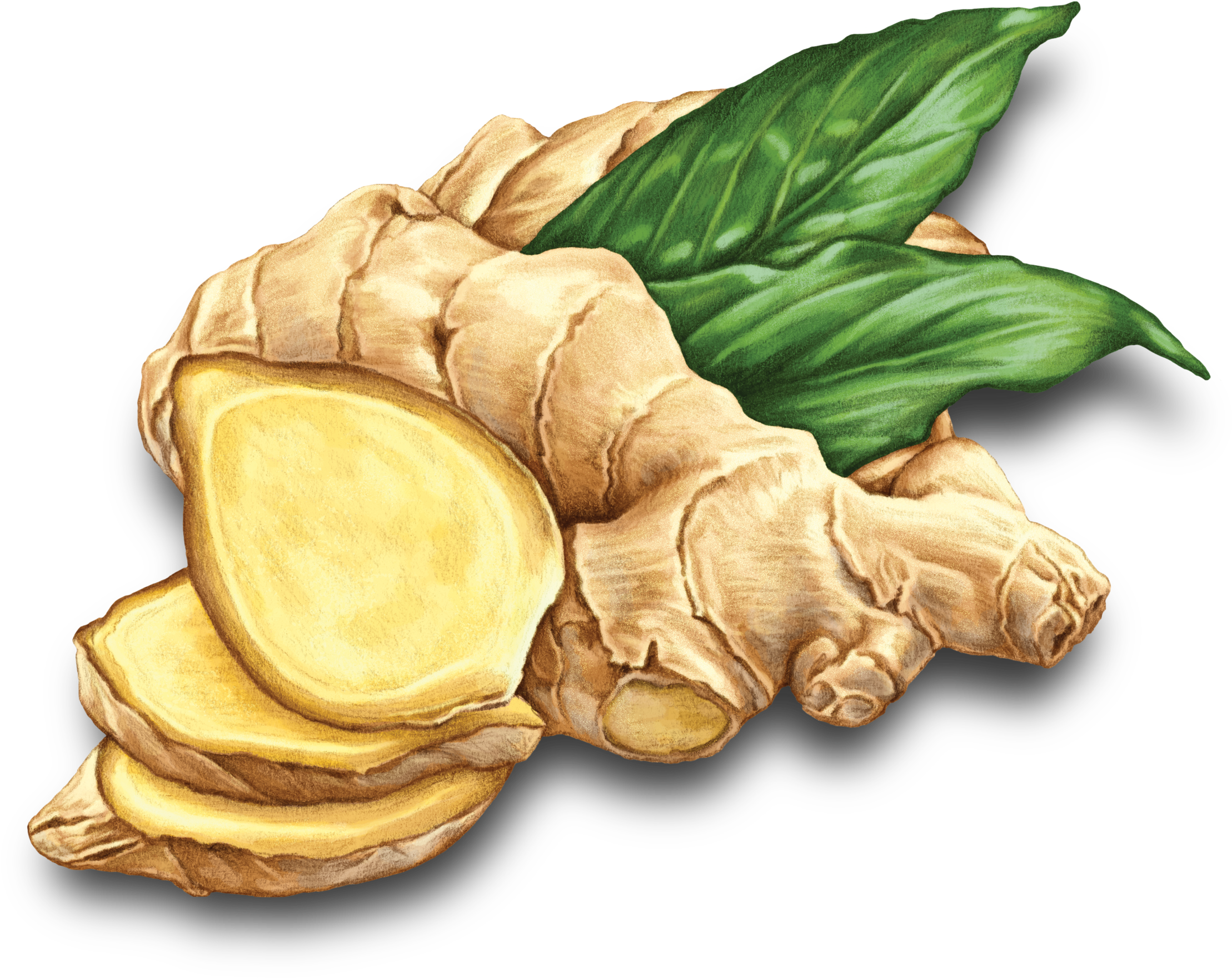 Fresh Ginger Rootand Slices.png PNG Image