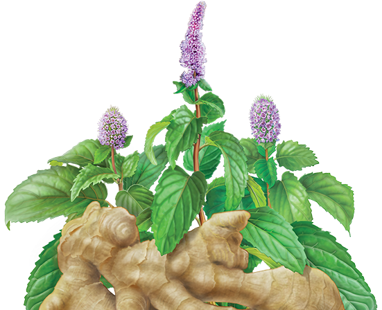 Fresh Gingerand Mint Illustration PNG Image