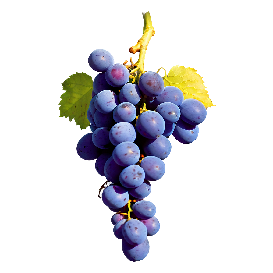 Fresh Grapes Png 51 PNG Image