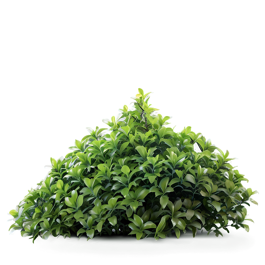 Fresh Green Bush Png 22 PNG Image