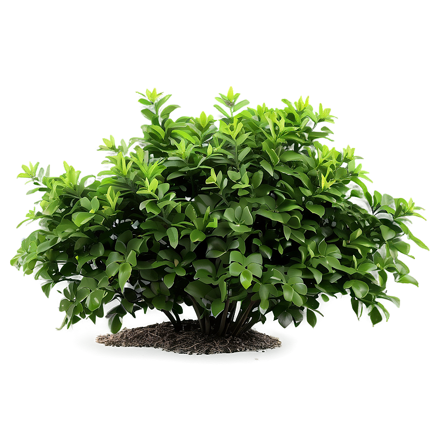 Fresh Green Bush Png Ndo PNG Image