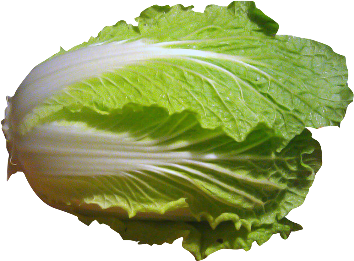 Fresh Green Cabbage PNG Image