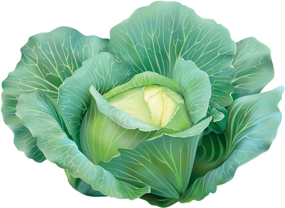 Fresh Green Cabbage Illustration PNG Image