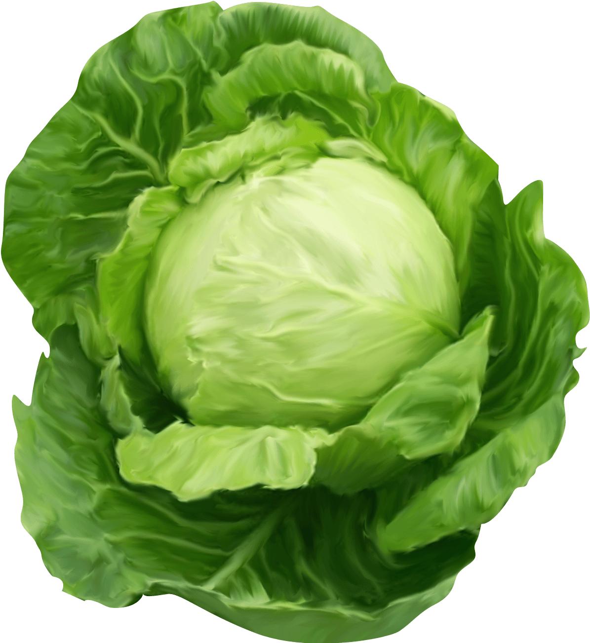 Fresh Green Cabbage Illustration PNG Image