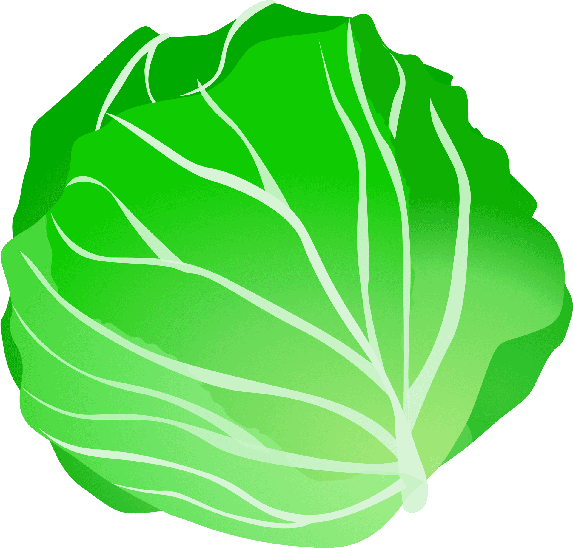 Fresh Green Cabbage Illustration.png PNG Image