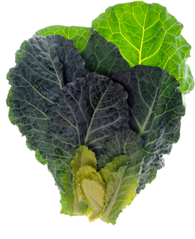 Fresh Green Cabbage Leaves PNG Image