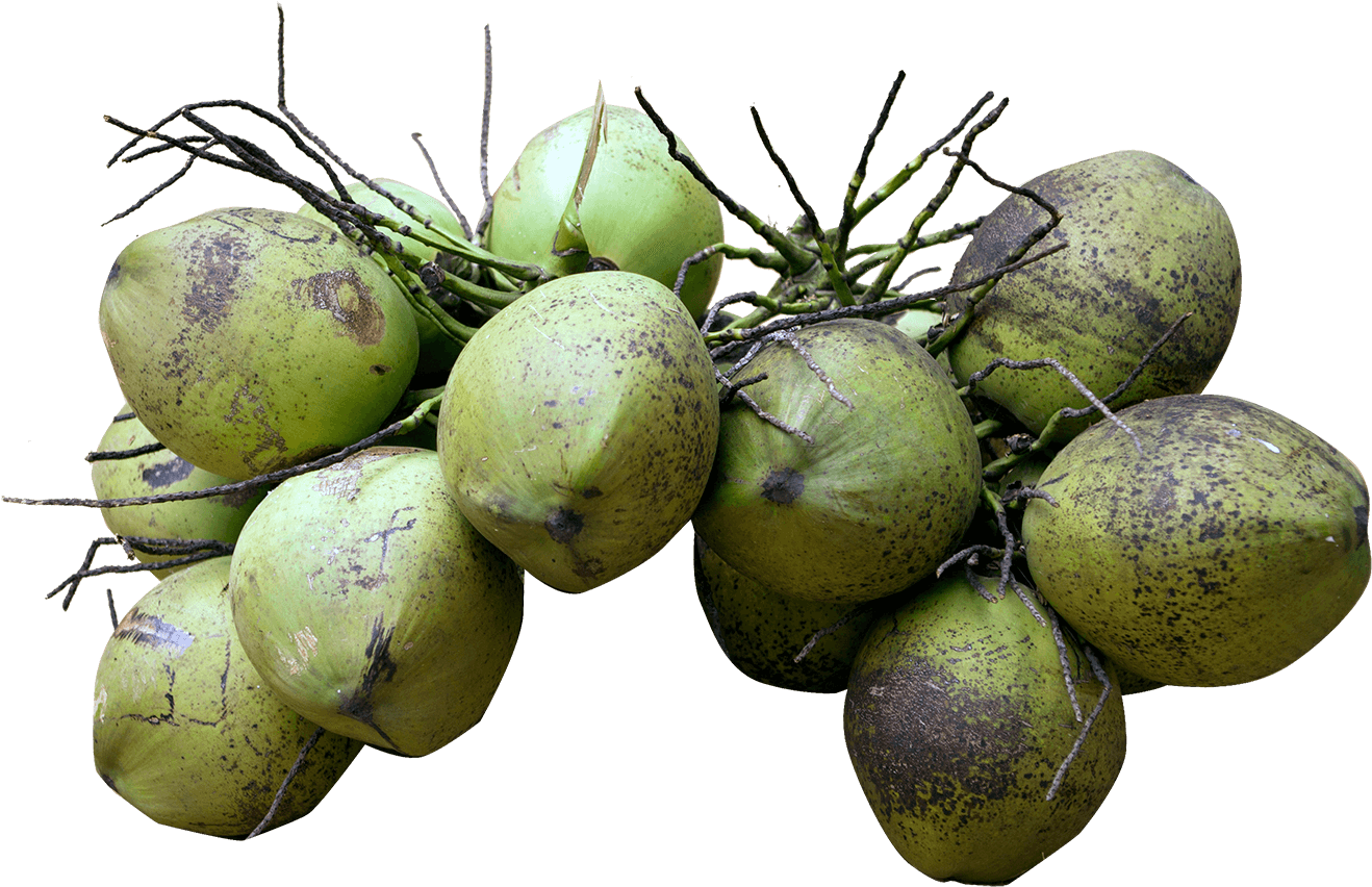 Fresh Green Coconuts Cluster.png PNG Image