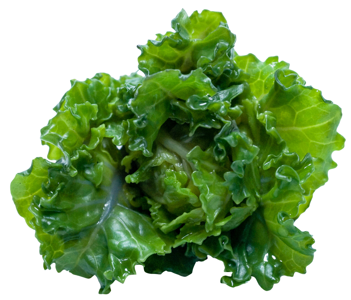 Fresh Green Kale Leaf PNG Image