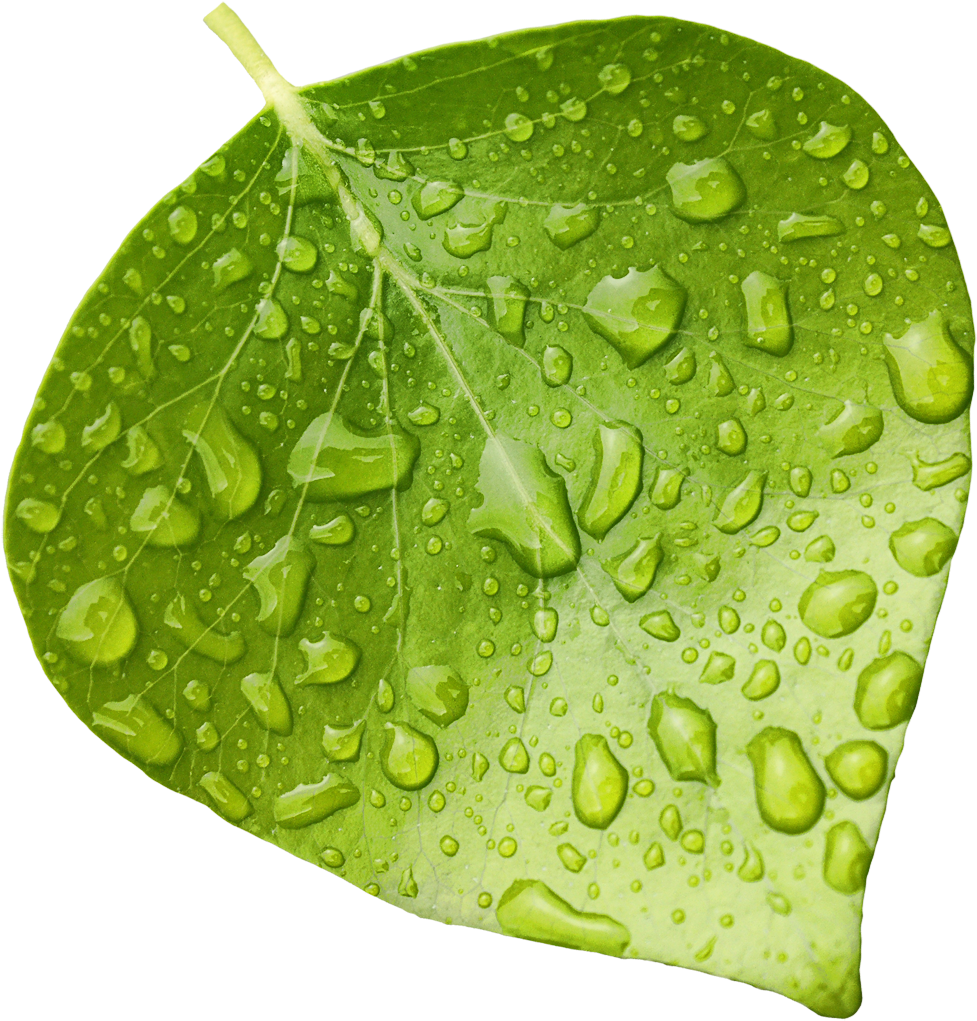 Fresh Green Leafwith Water Droplets.png PNG Image