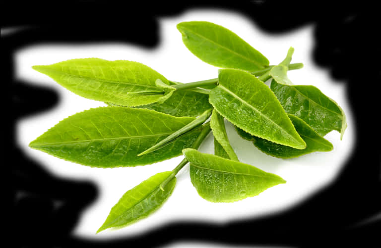 Fresh Green Leaves Black Background.jpg PNG Image