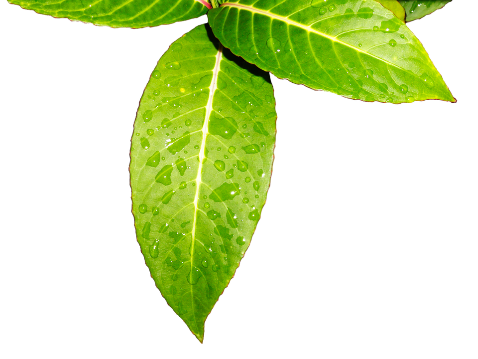 Fresh Green Leaveswith Water Droplets.jpg PNG Image