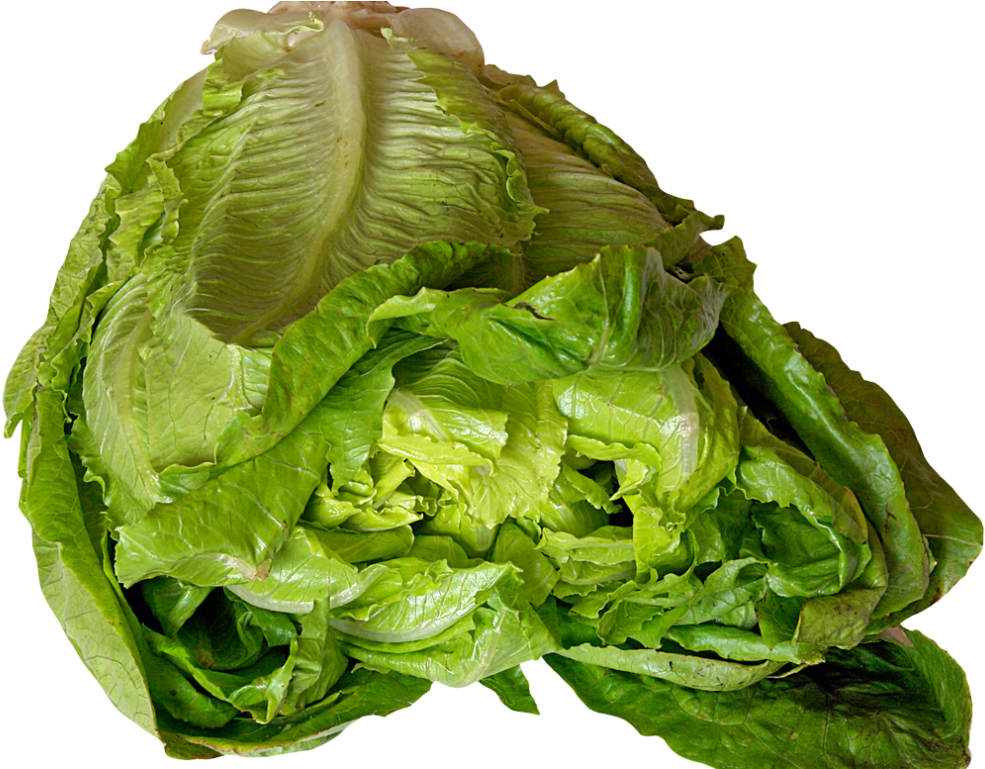 Fresh Green Lettuce Head PNG Image