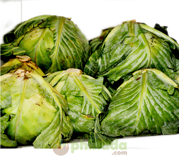 Fresh Green Lettuce Heads PNG Image