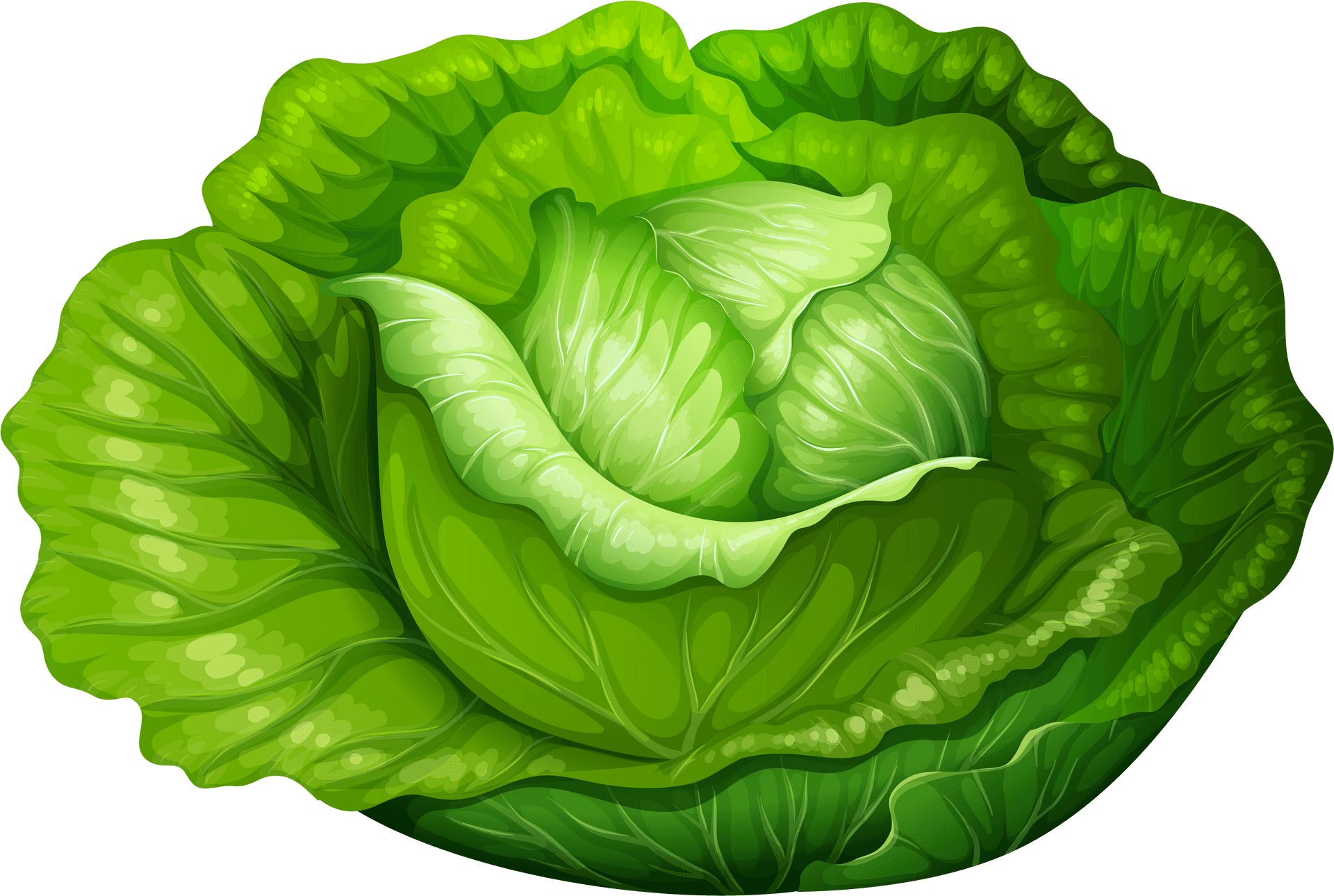 Fresh Green Lettuce Illustration PNG Image