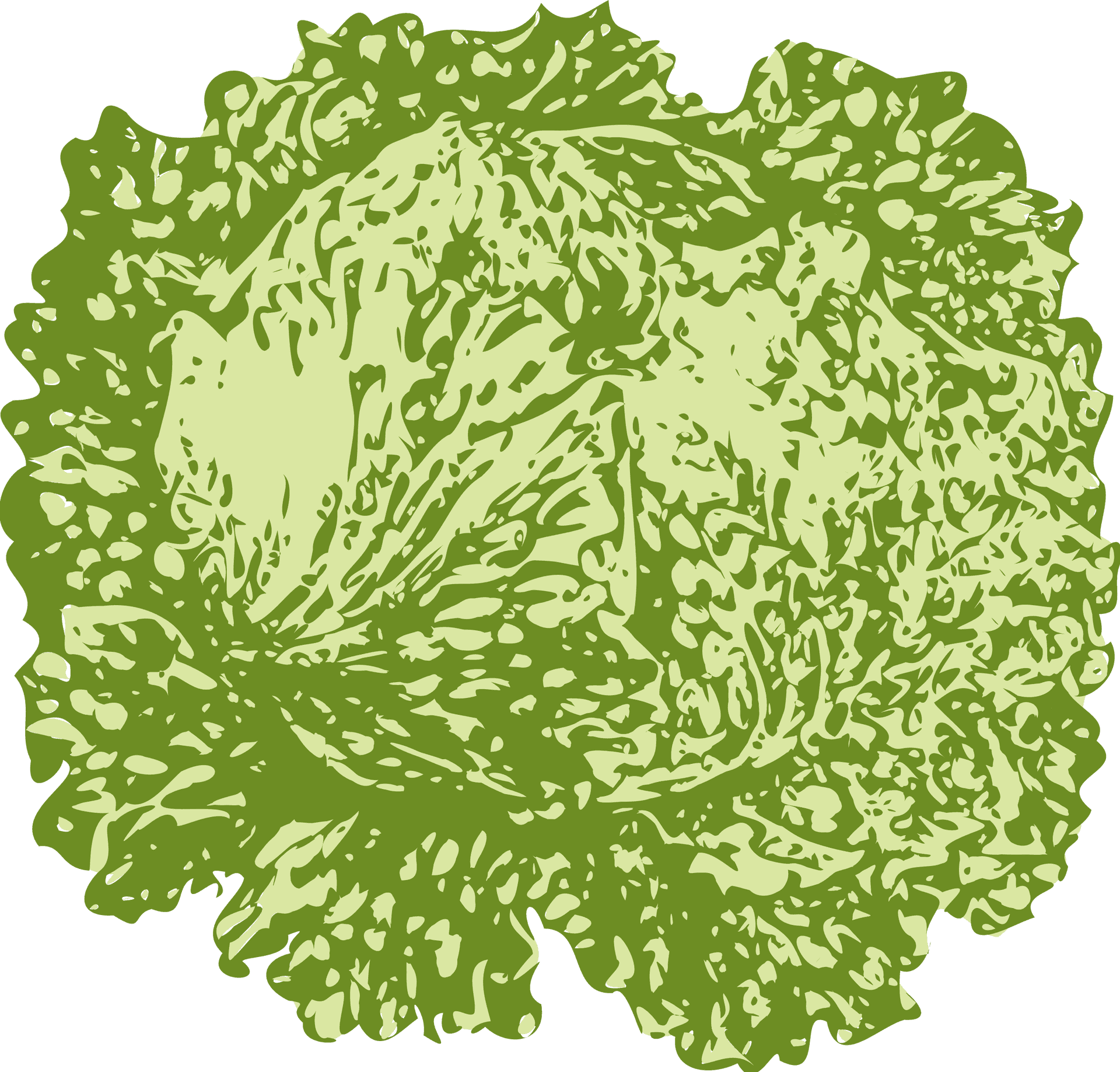 Fresh Green Lettuce Illustration PNG Image