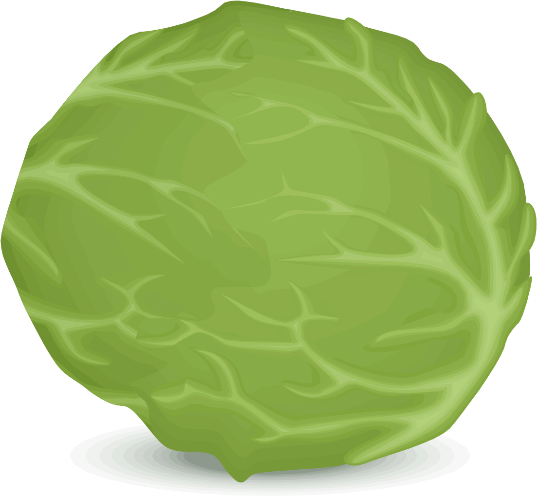 Fresh Green Lettuce Illustration PNG Image