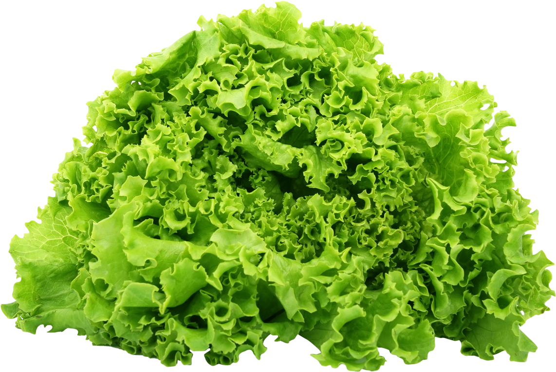 Fresh Green Lettuce Isolated PNG Image