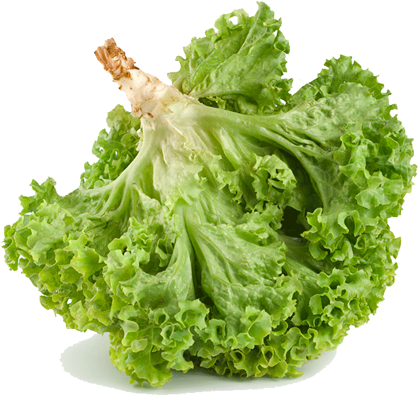 Fresh Green Lettuce Isolated.png PNG Image