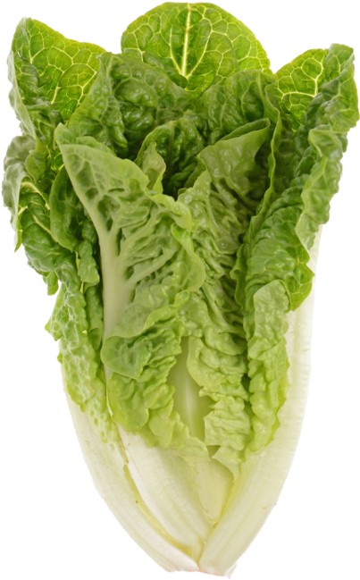 Fresh Green Lettuce Isolated PNG Image