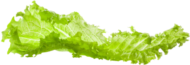 Fresh Green Lettuce Leaf PNG Image